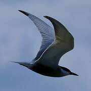 Whiskered Tern