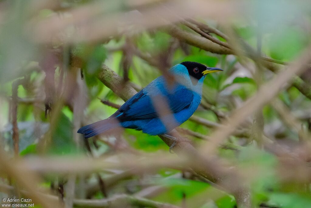 Green Honeycreeper male adult