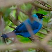 Green Honeycreeper