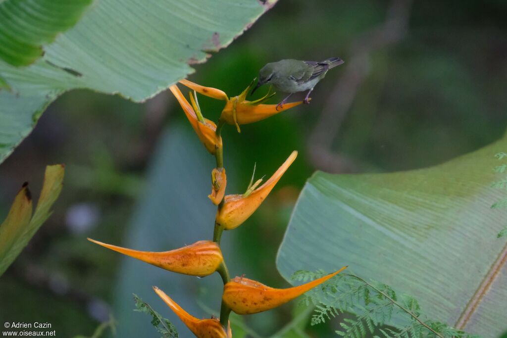 Red-legged Honeycreeper female adult