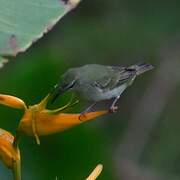 Red-legged Honeycreeper