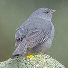 Haplospize gris-de-plomb