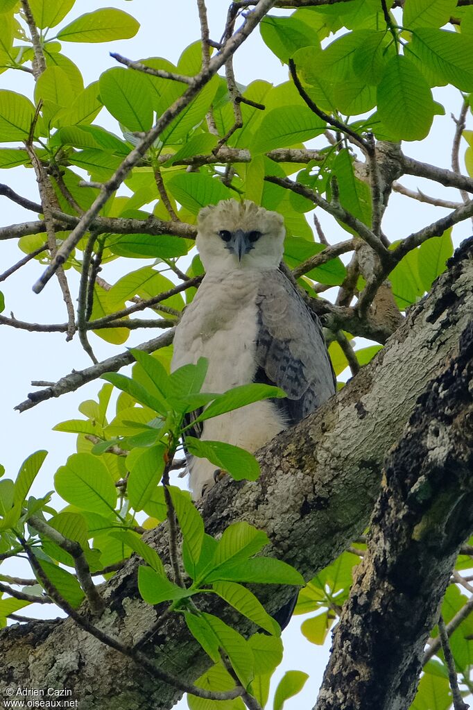 Harpie férocejuvénile, identification