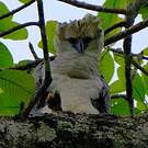 Harpie féroce