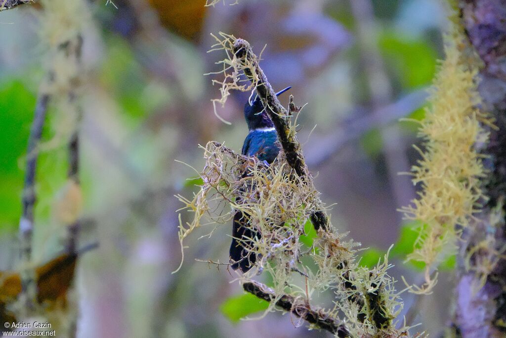 Héliange à queue bleue