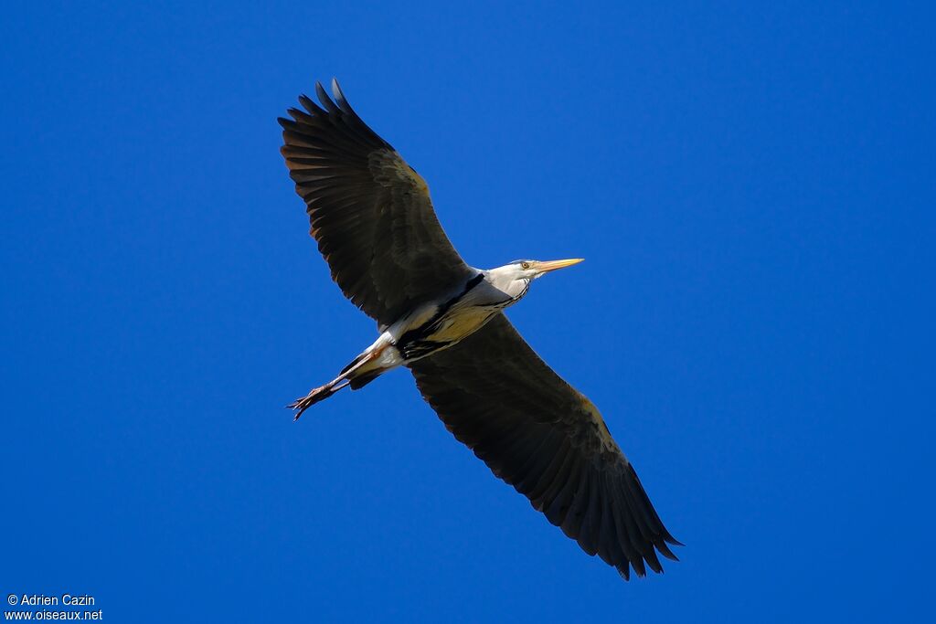 Grey Heronadult post breeding, Flight