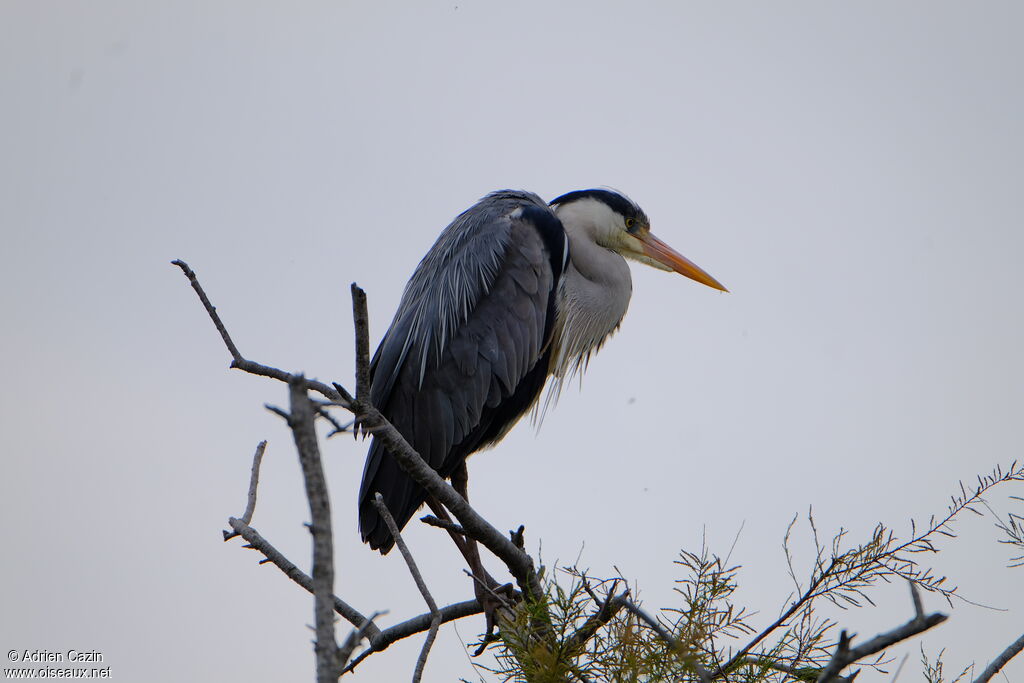 Grey Heronadult breeding