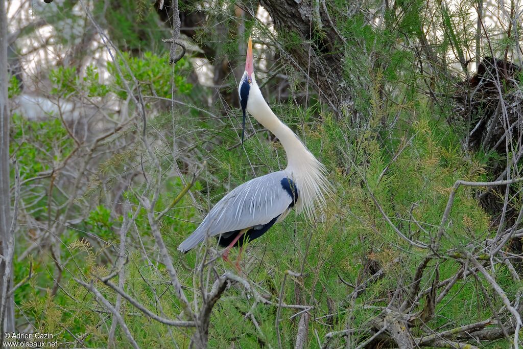 Grey Heronadult breeding, Behaviour