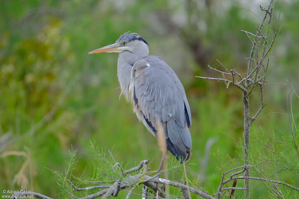 Héron cendréimmature, identification