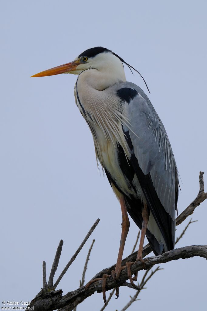 Grey Heronadult breeding, identification