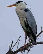 Grey Heron