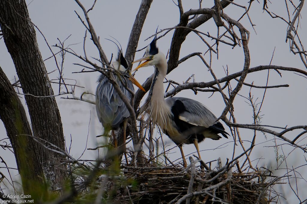 Grey Heronadult breeding, Reproduction-nesting