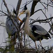 Grey Heron