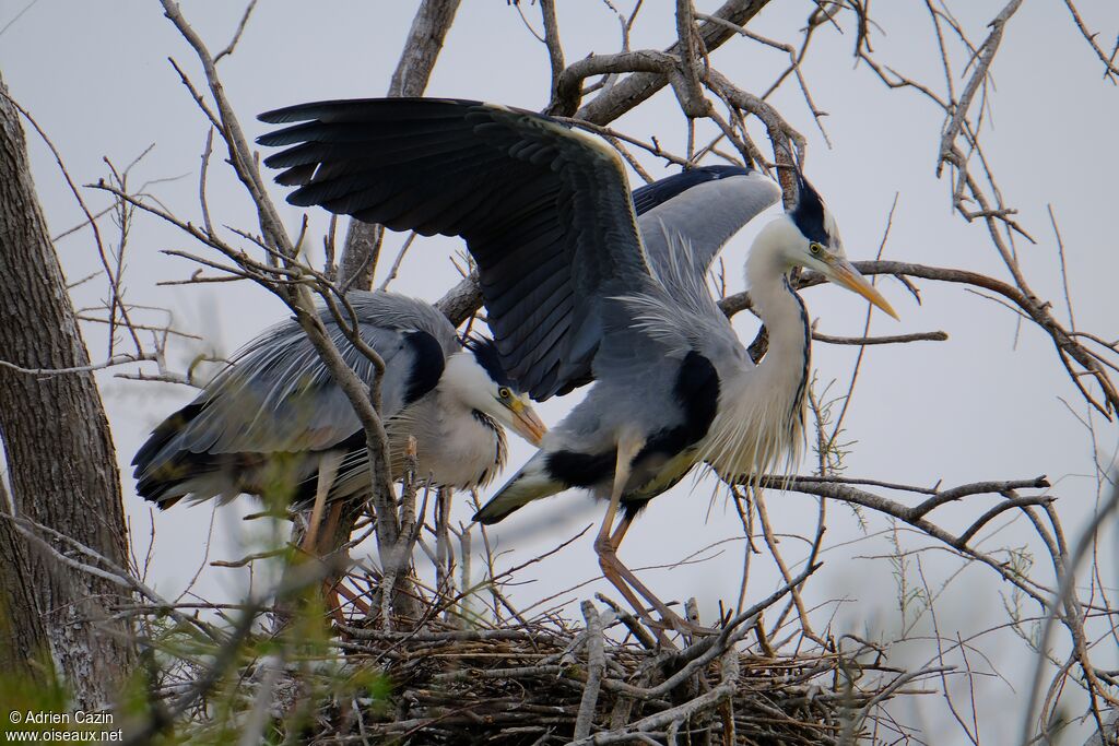 Grey Heronadult breeding, Reproduction-nesting