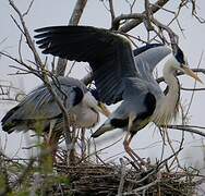 Grey Heron