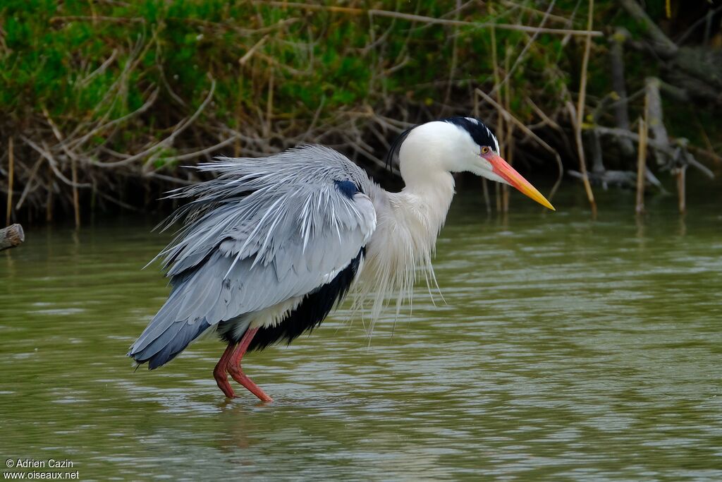 Grey Heronadult breeding, identification, aspect