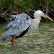 Grey Heron