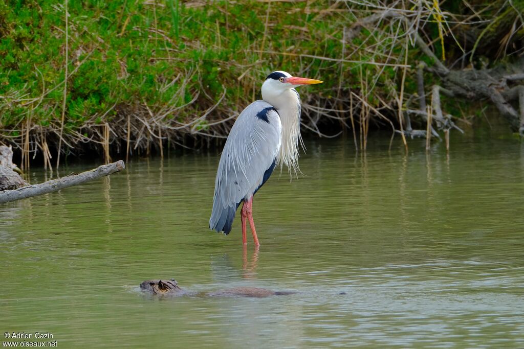 Grey Heronadult breeding