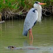 Grey Heron