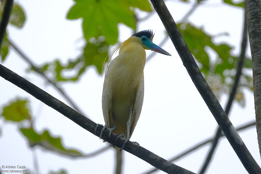 Héron coifféadulte, identification