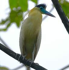Héron coiffé