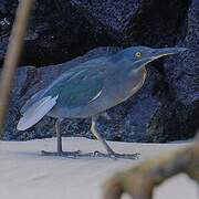 Héron des Galapagos