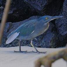 Héron des Galapagos