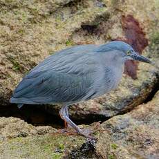 Héron des Galapagos