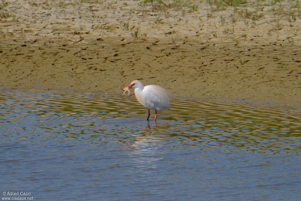 Western Cattle Egretadult breeding, feeding habits, eats