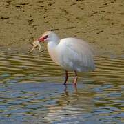 Western Cattle Egret