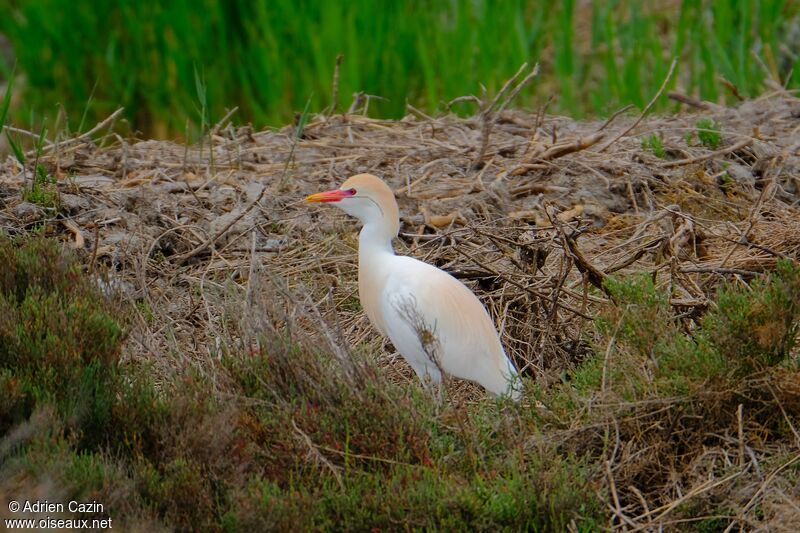 Western Cattle Egret male adult breeding, Reproduction-nesting