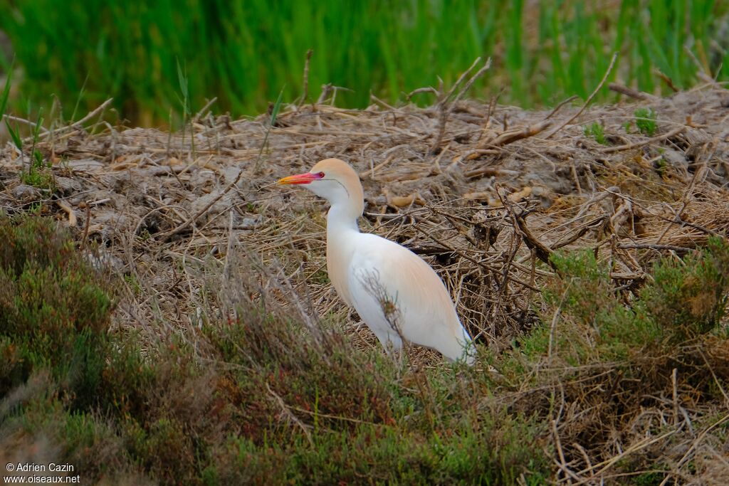 Western Cattle Egret male adult breeding, Reproduction-nesting