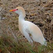 Western Cattle Egret