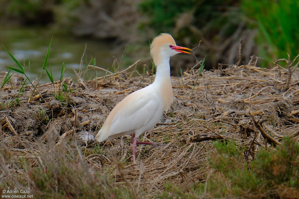 Western Cattle Egret male adult breeding, identification, Reproduction-nesting