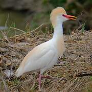 Western Cattle Egret