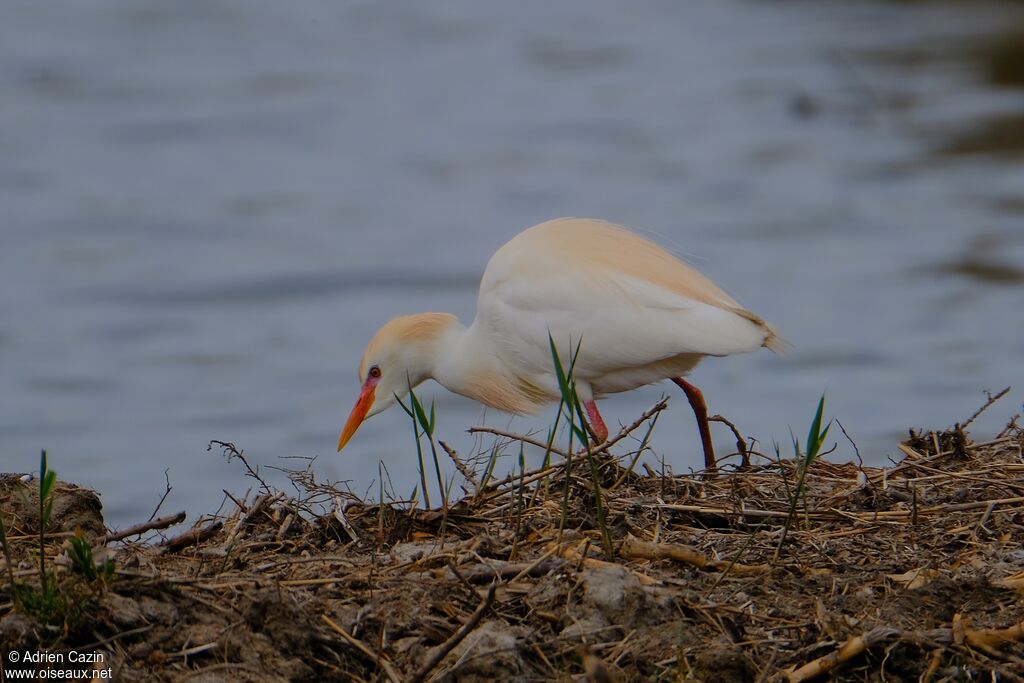 Western Cattle Egret female adult breeding