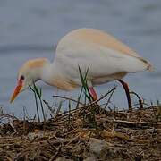 Western Cattle Egret