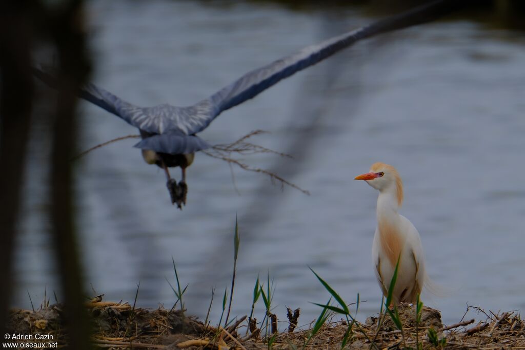 Western Cattle Egret female adult breeding