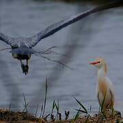 Western Cattle Egret