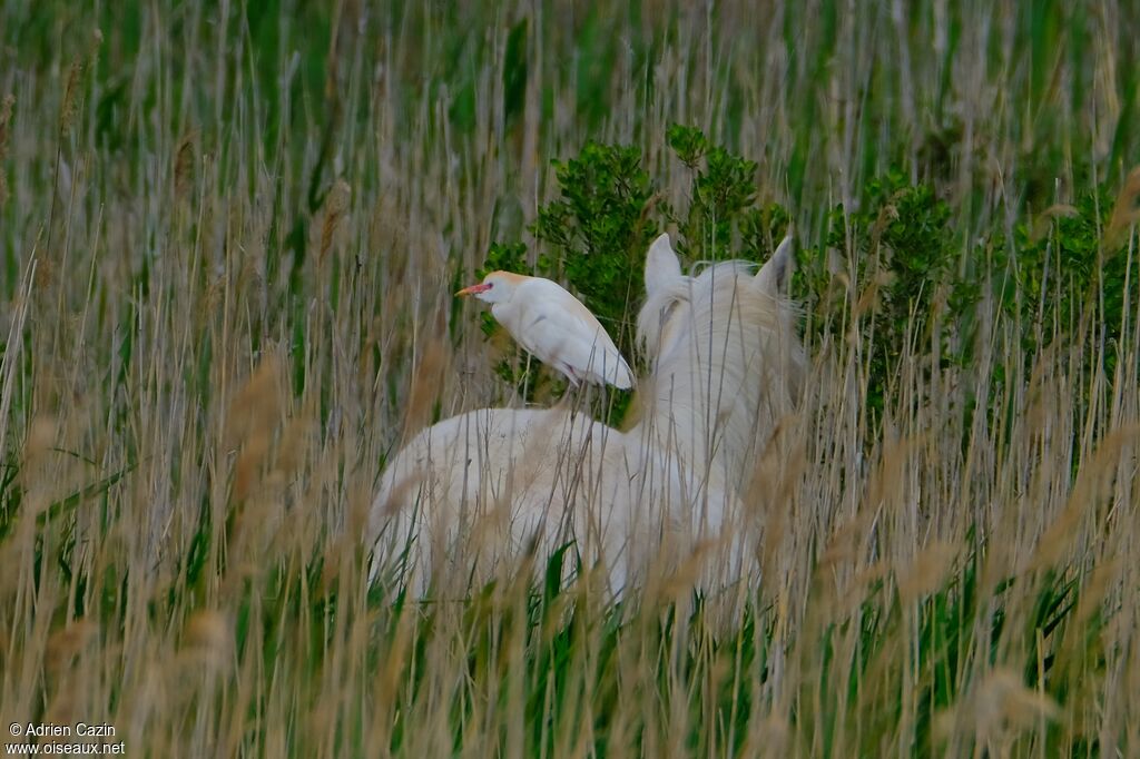 Western Cattle Egretadult breeding, Behaviour