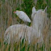 Western Cattle Egret