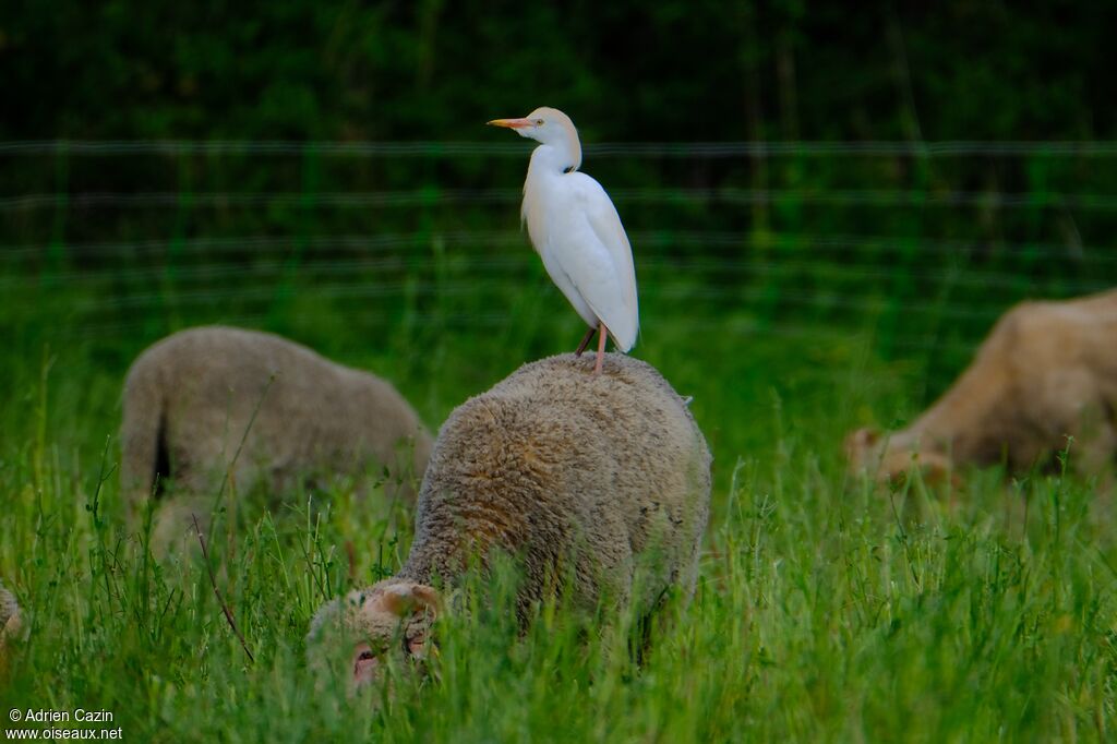 Western Cattle Egretadult breeding, Behaviour