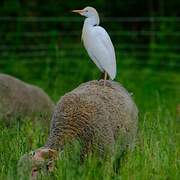 Western Cattle Egret