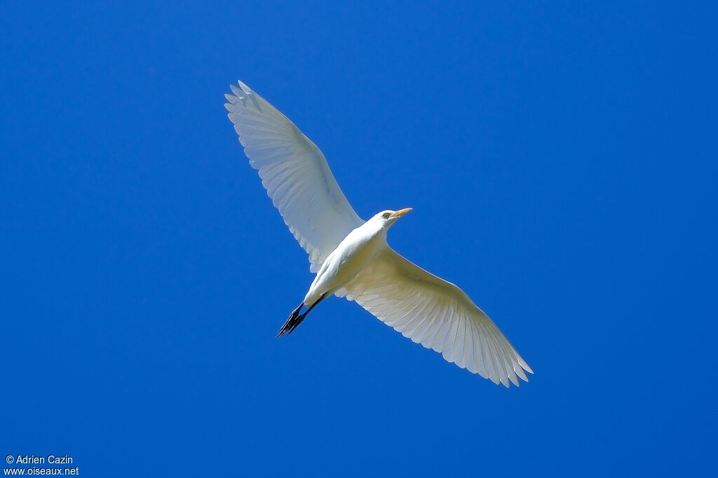 Western Cattle Egret, Flight