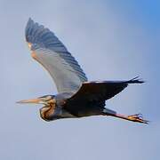 Purple Heron