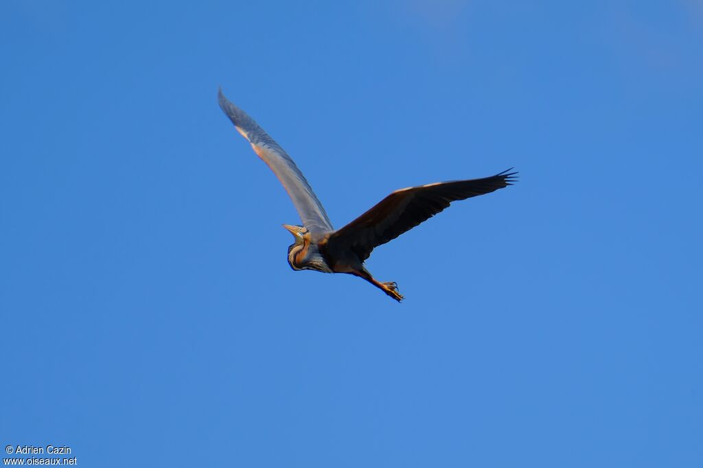 Purple Heronadult, Flight