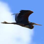 Purple Heron