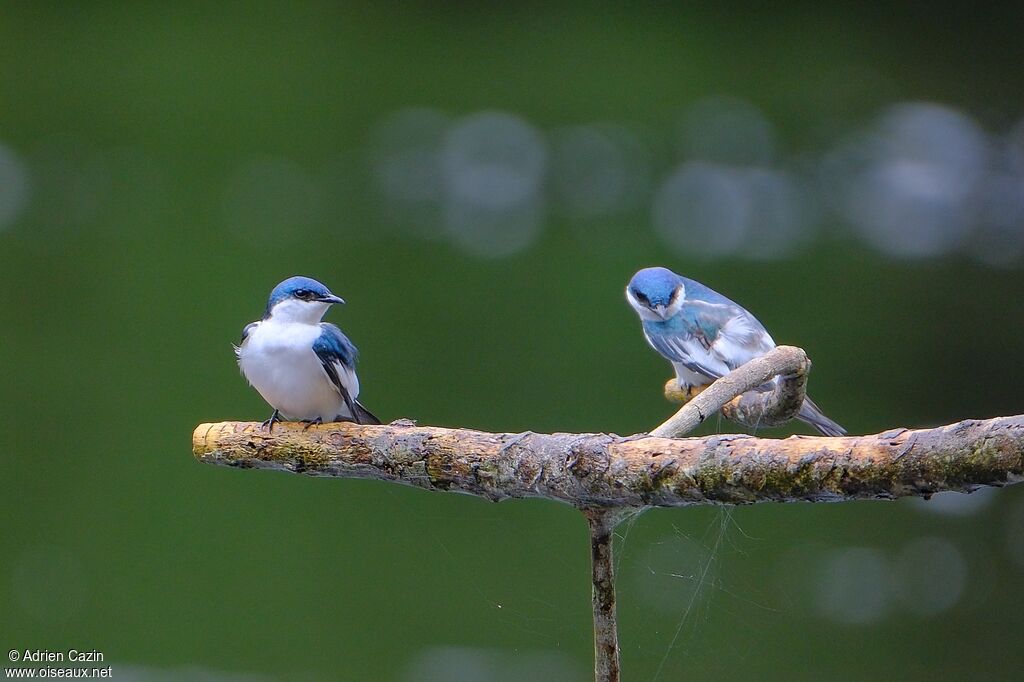 Hirondelle à ailes blanchesadulte
