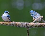 Hirondelle à ailes blanches