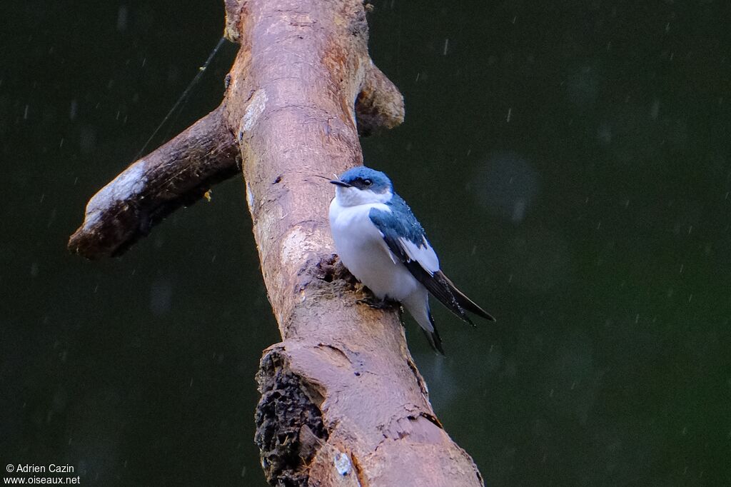Hirondelle à ailes blanchesadulte